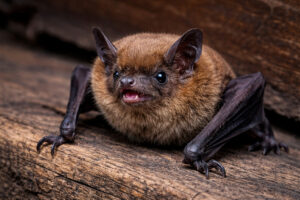 屋根に関するコウモリ（害獣）対策をご紹介